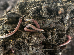 Vermicomposting Culture Project
